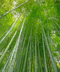 Culture de bambous