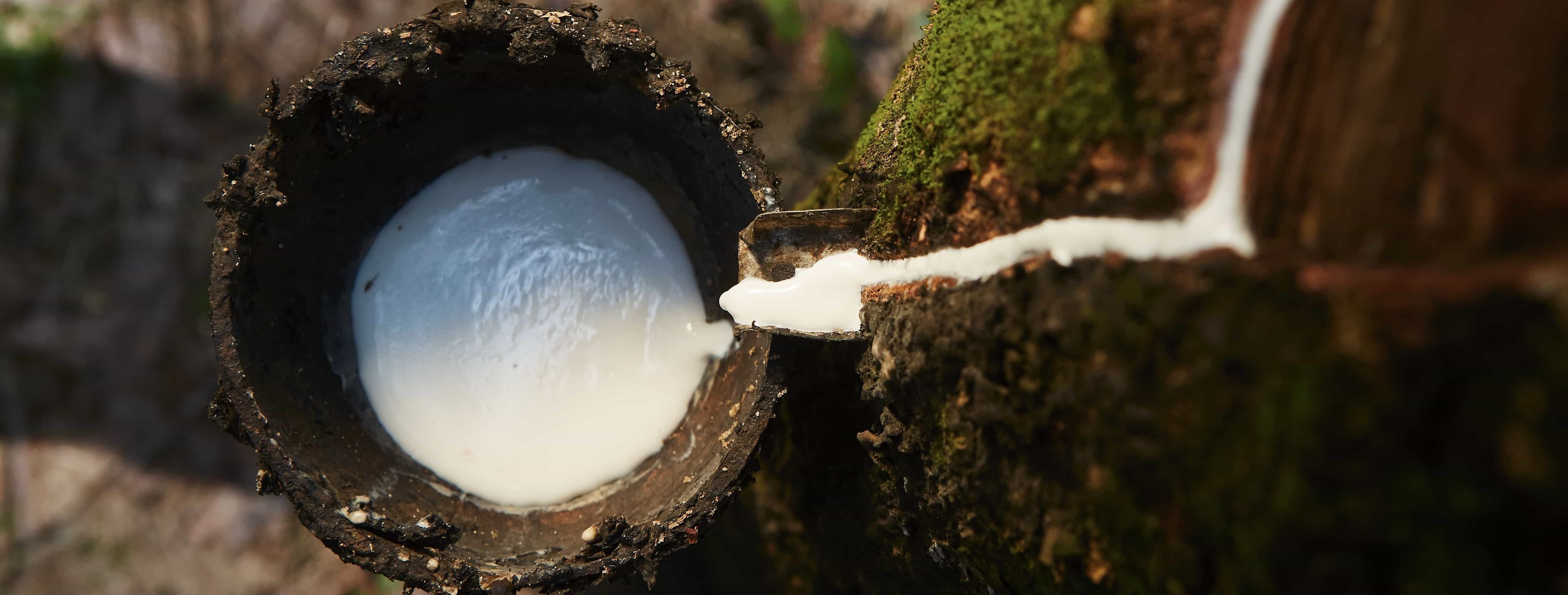 récole de latex naturel