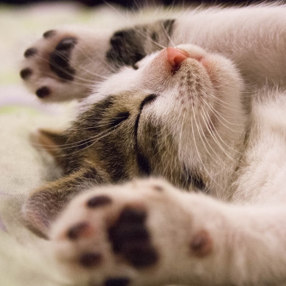 L'influence de votre position de sommeil