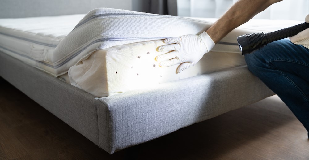 Insecticides anti-punaises de lit : Top 5 des meilleurs produits pour les  combattre