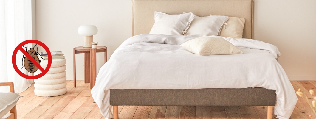 Punaises de lit et matelas