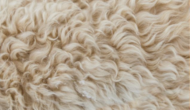 Garnissage laine vierge