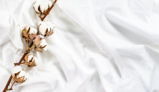 Percale coton bio et laine