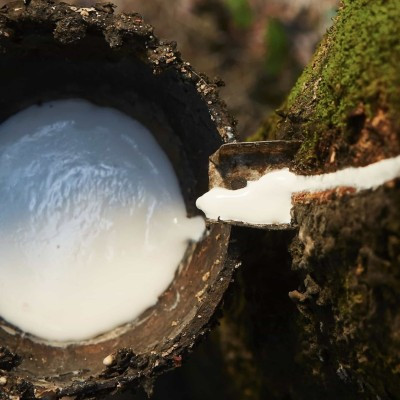 Le concept des matelas en latex naturel