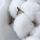 Le coton biologique utilisé dans nos matelas naturel