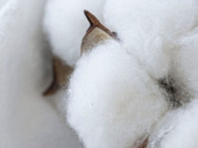 Le coton biologique utilisé dans nos matelas naturel